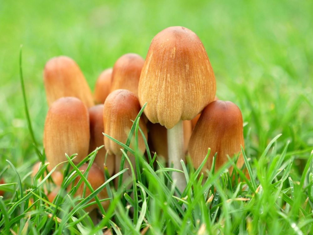 Autumn Fungi By Helen Pocock