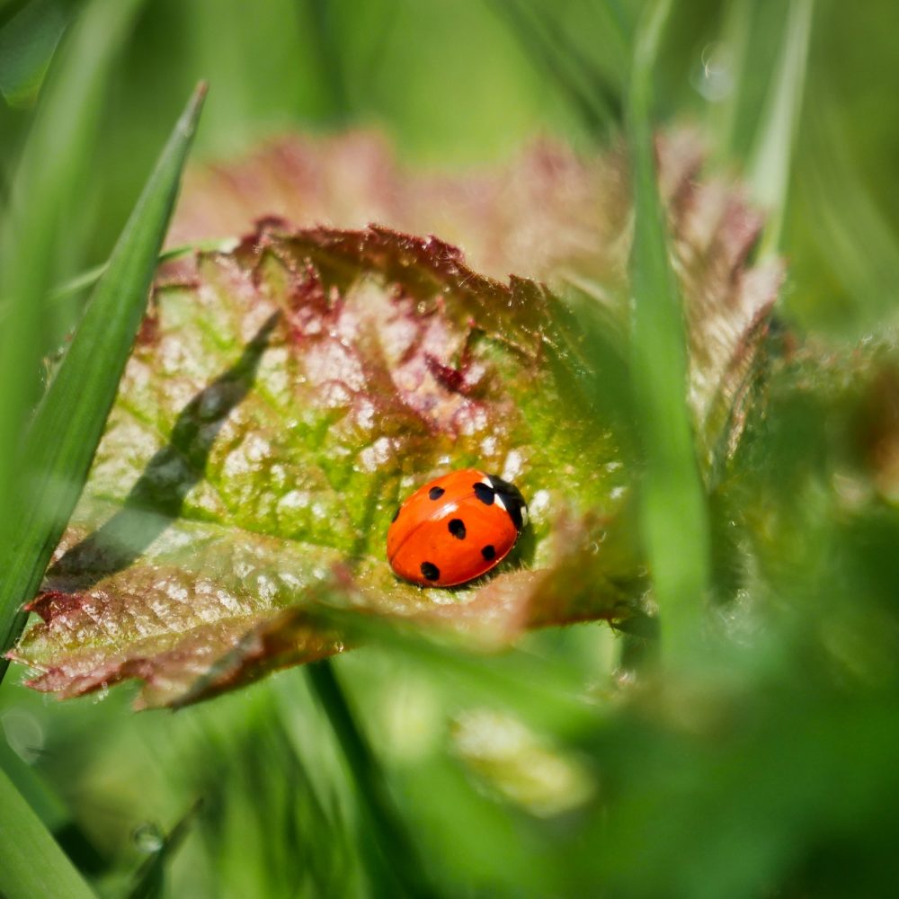 A Ladybird Waming Up By Helen Pocock