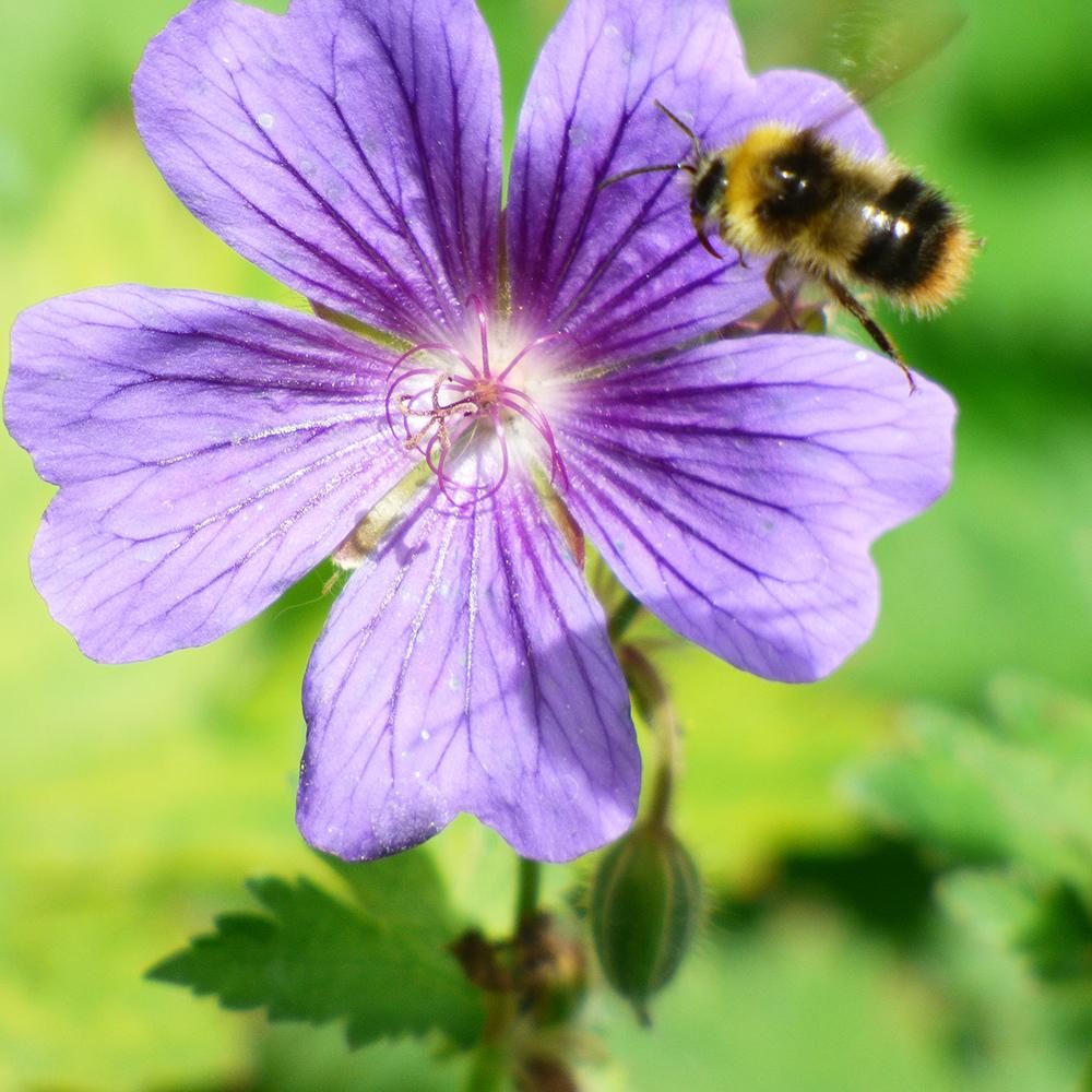 Bee On A Flower By Mark Hogan