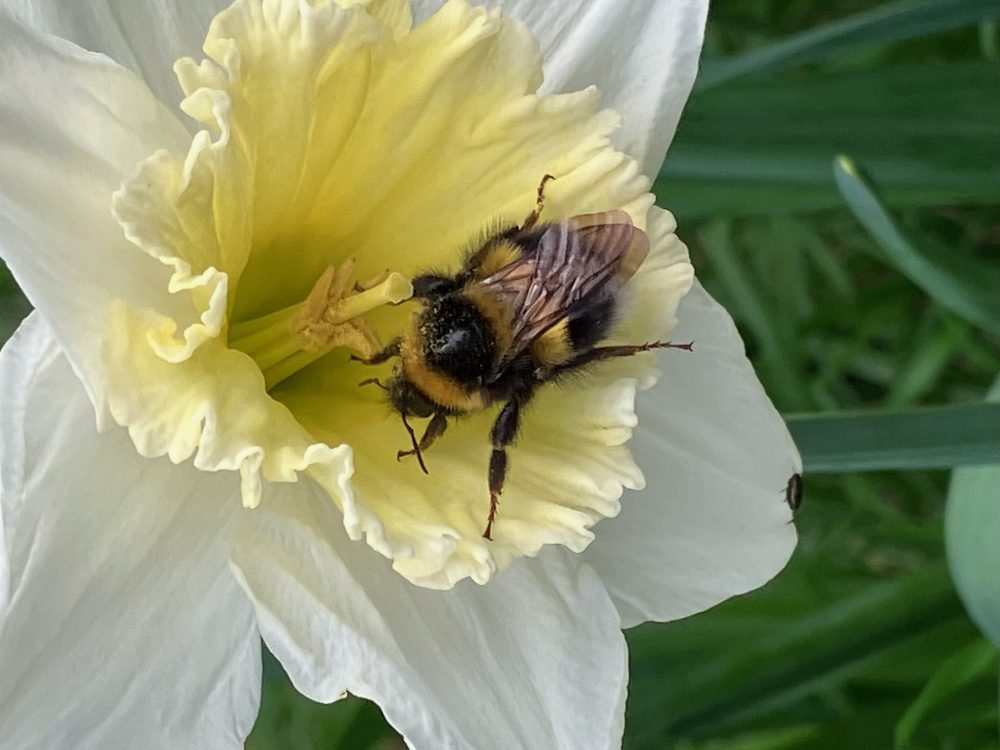 Cindy Lea Resting Bee