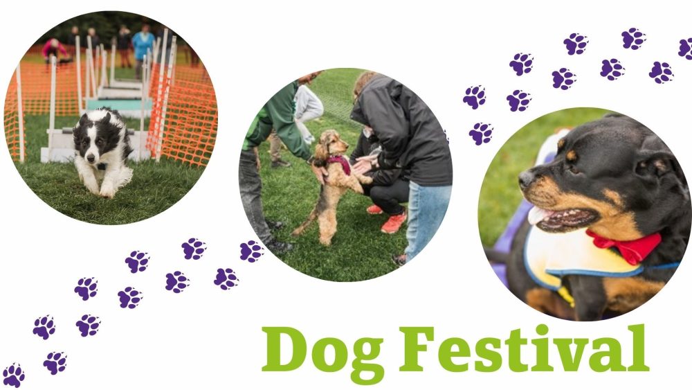 Dog Festival fb header