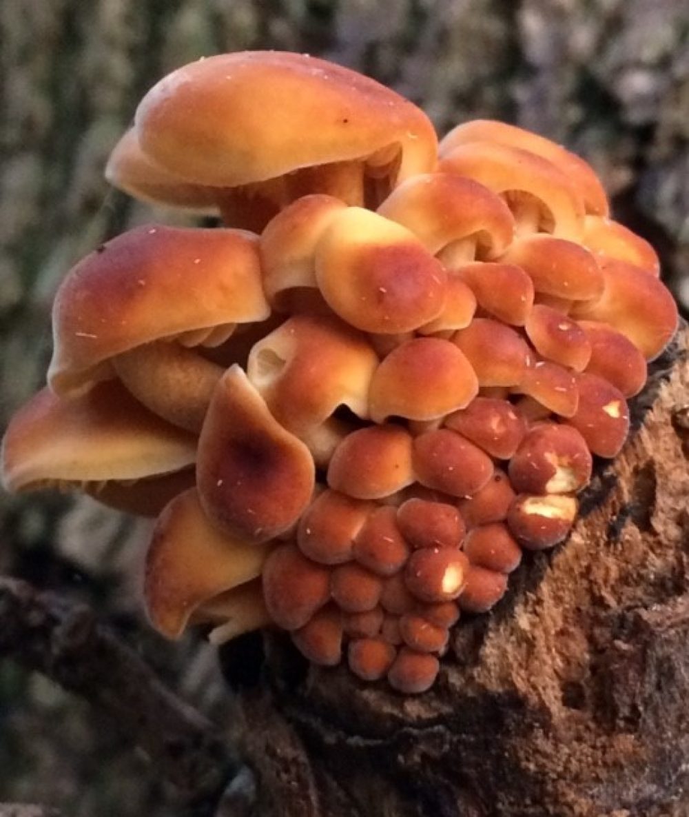 Fantastic Fungi Cindy Lee