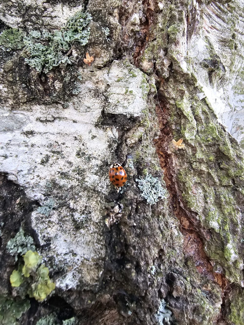 Ladybird by Alfie Collins