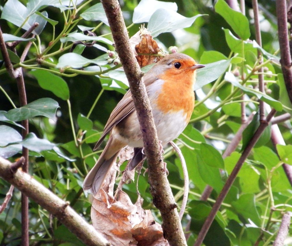 Robin by Lesley Cashell