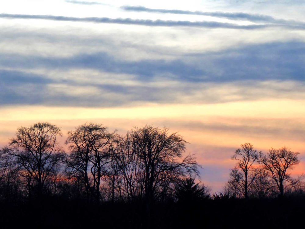 Sharon Pilka Winter Trees 2