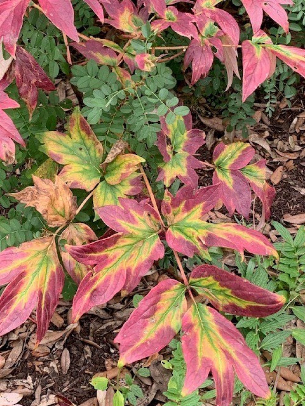 Showing their Autumn Colours by Carol Butler