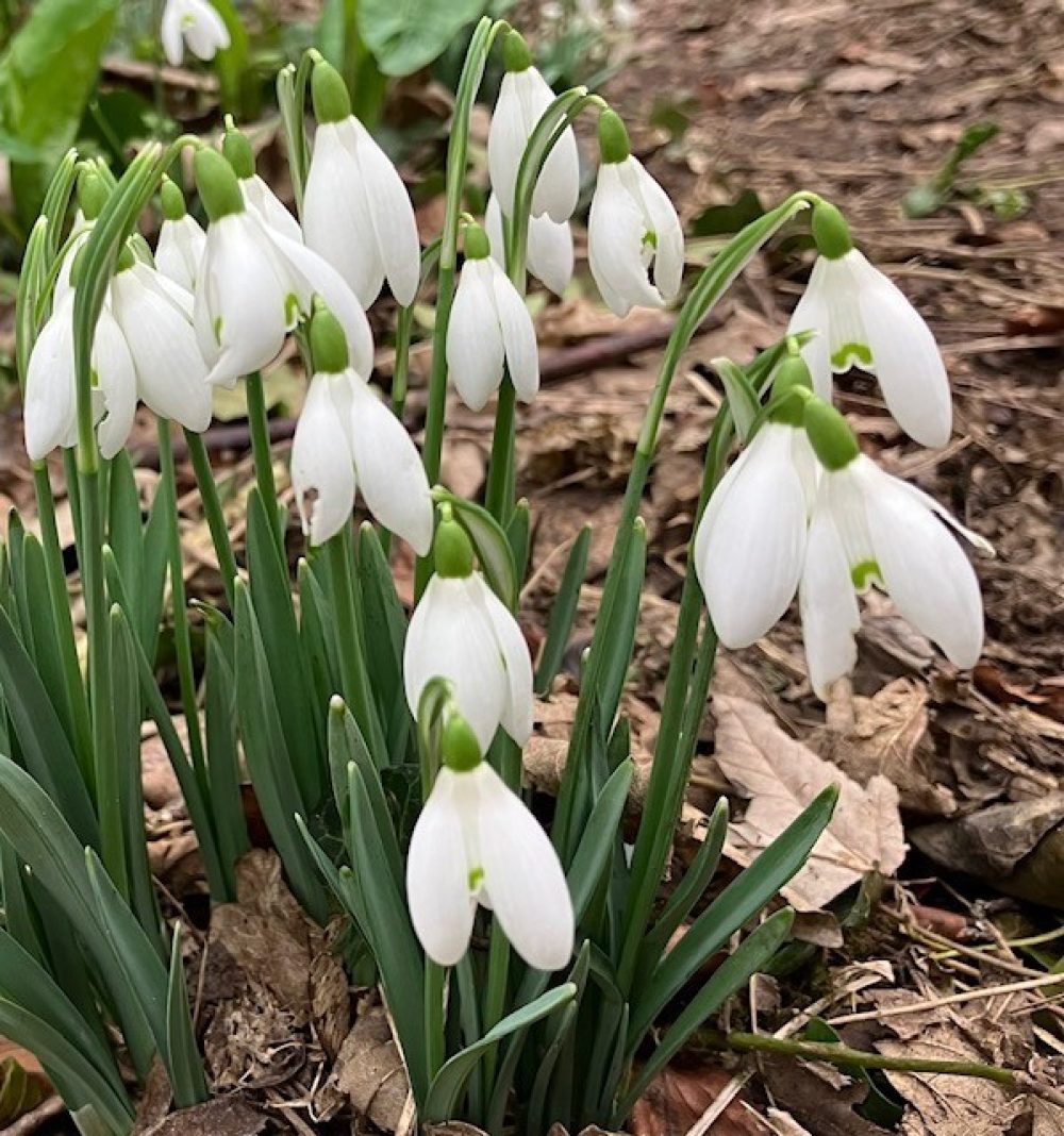 Snowdrops 2 Cindy Lee