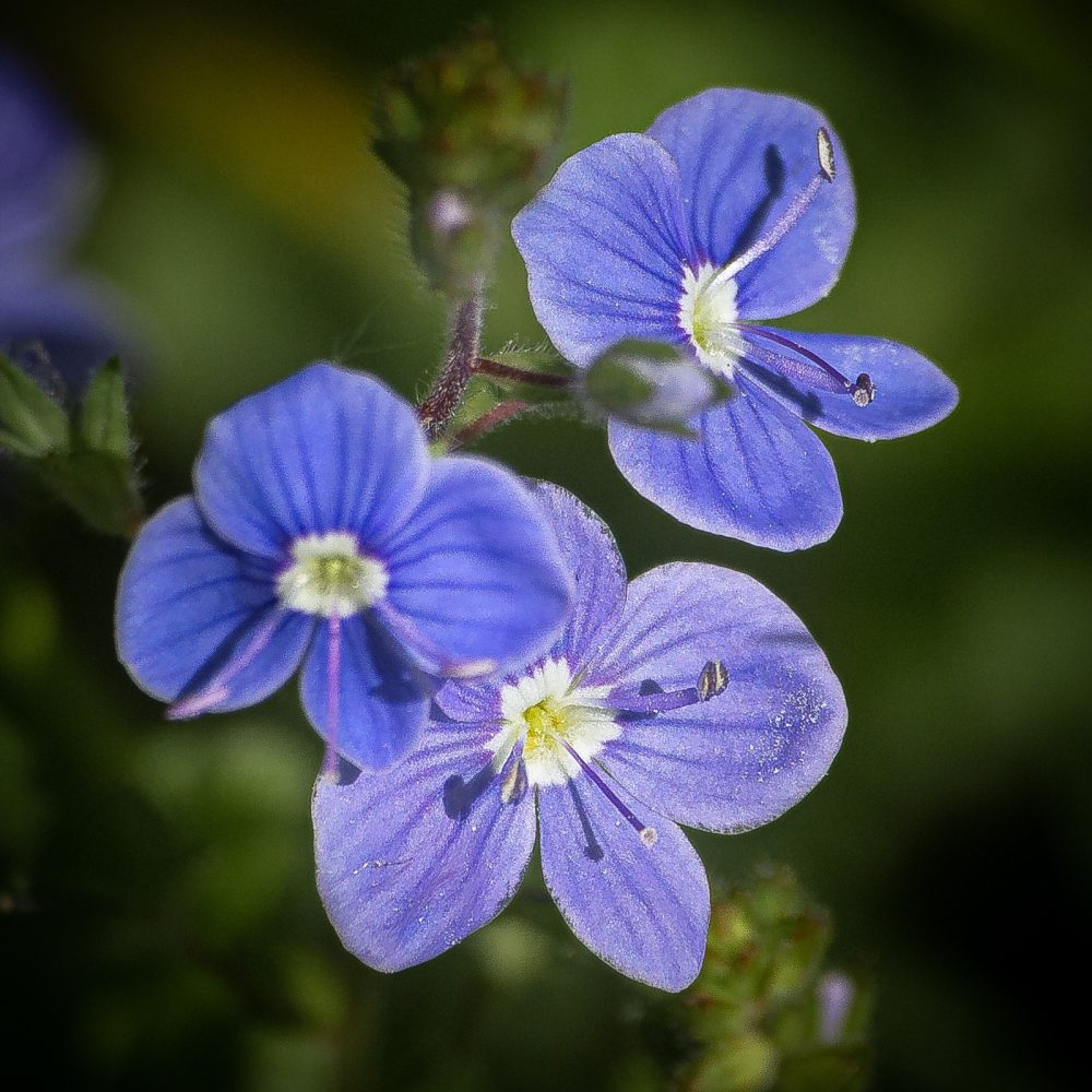 Speedwell Bonny Haughey