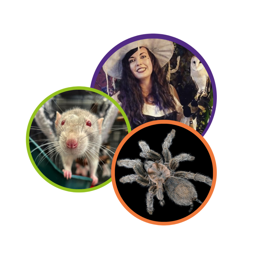 Website Thumbnail