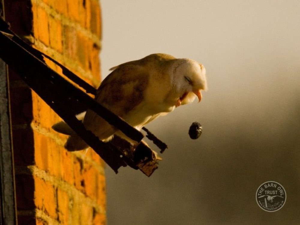 Pellet barn owl pelleting