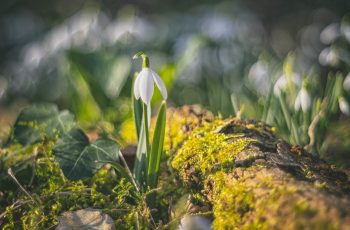 Photography Passion JT SNOWDROPS 2023