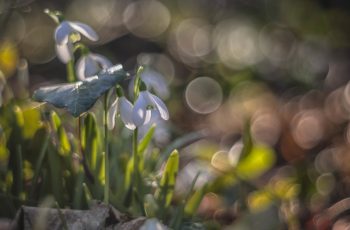Photography Passion JT SNOWDROPS 2023 1
