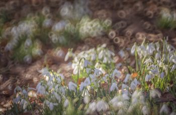 Photography Passion JT SNOWDROPS 2023 4