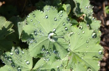 Autumn Dew Malcolm Lea