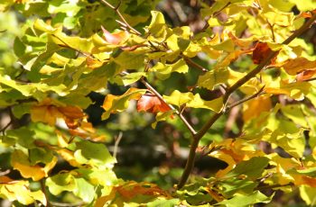 Autumn Leaves Malcolm Lea