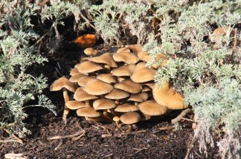 Fungi In The Park Malcom Lea