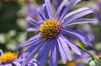 Michaelmas daisy by Helen Pocock