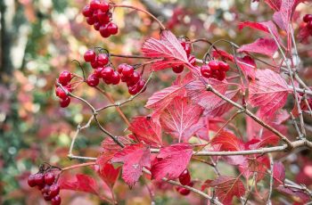 Red berries by Helen Pocock