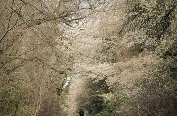 Elizabeth Mellor Blackthorn on Rabbit Lane