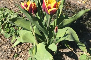 Red and Yellow Tulip Elizabeth Mellor