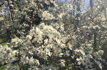 White Blossom blue sky Elizabeth Mellor