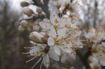 Blackthorn - Ivor Mitchelmore