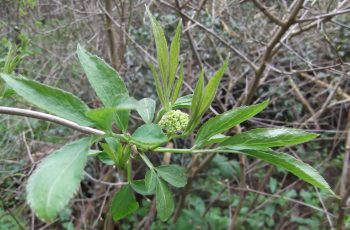 Elderflower - Ivor Mitchelmore