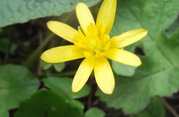 Lesser Celendine - Ivor Mitchelmore