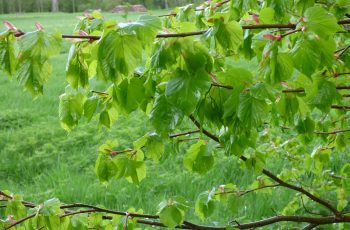 Sally Gray - April Shower