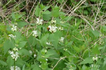 Sally Gray - Busy Bee On White Dead Nettle