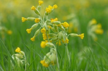 Sally Gray - Cowslips