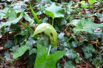 Sally Gray - Jack In The Pulpit