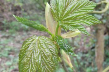 Sycamore Bud - Ivor Mitchelmore