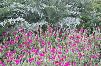 Bank of artichoke thistle behind vibrant pink campion Elizabeth Mellor