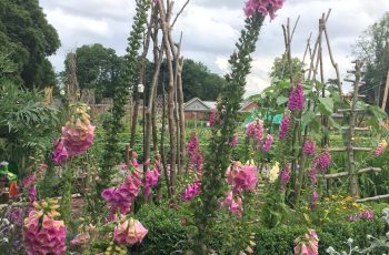 Foxgloves Elizabeth Mellor