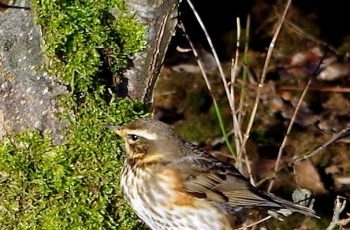 Keith Wallis - Redwing