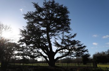 Lewis Munslow - The Overseeing Tree