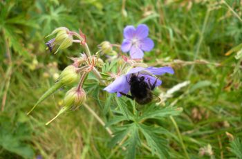 Bee Friendly Geranium By Pam Finn