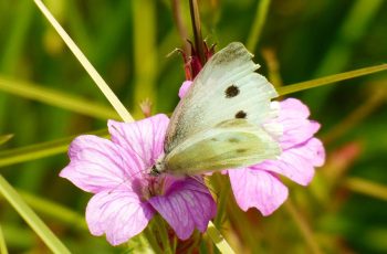 Meadow White By Mark Hogan