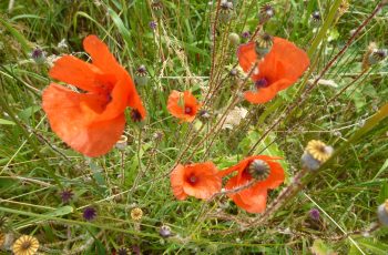 Poppies To Remember By Pam Finn