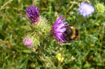 Thorny Thistle By Pam Finn