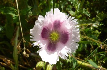 Wild White Poppy By Pam Finn