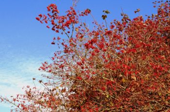 Berries And Blue Skies By Helen Pocock