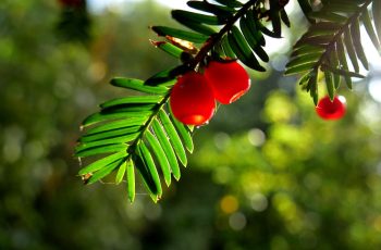 Yew Berries By Helen Pocock