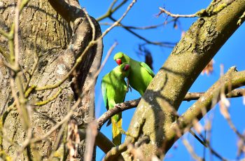 Houghton Hall Parakeets By Graham Trew