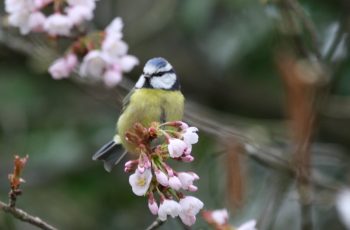 Bluetit Tasting The New Spring Foliage By Simon Brown