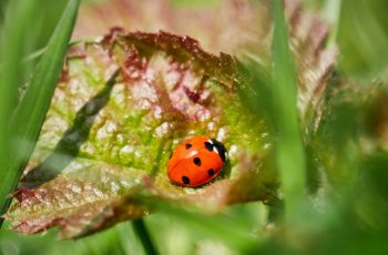 A Ladybird Waming Up By Helen Pocock