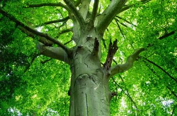 A mighty beech tree by Helen Pocock