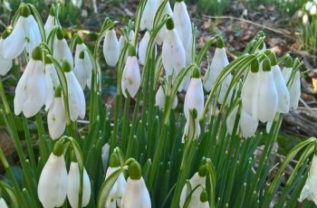 Snowdrops by Andy Godly