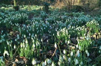 Snowdrops by Andy Godly
